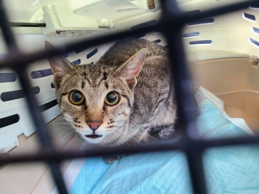 猫のように生きるブログ＊猫の避妊手術をしてきました。