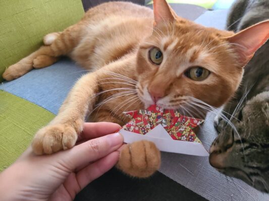 猫のように生きるブログ＊にゃんず生誕祭