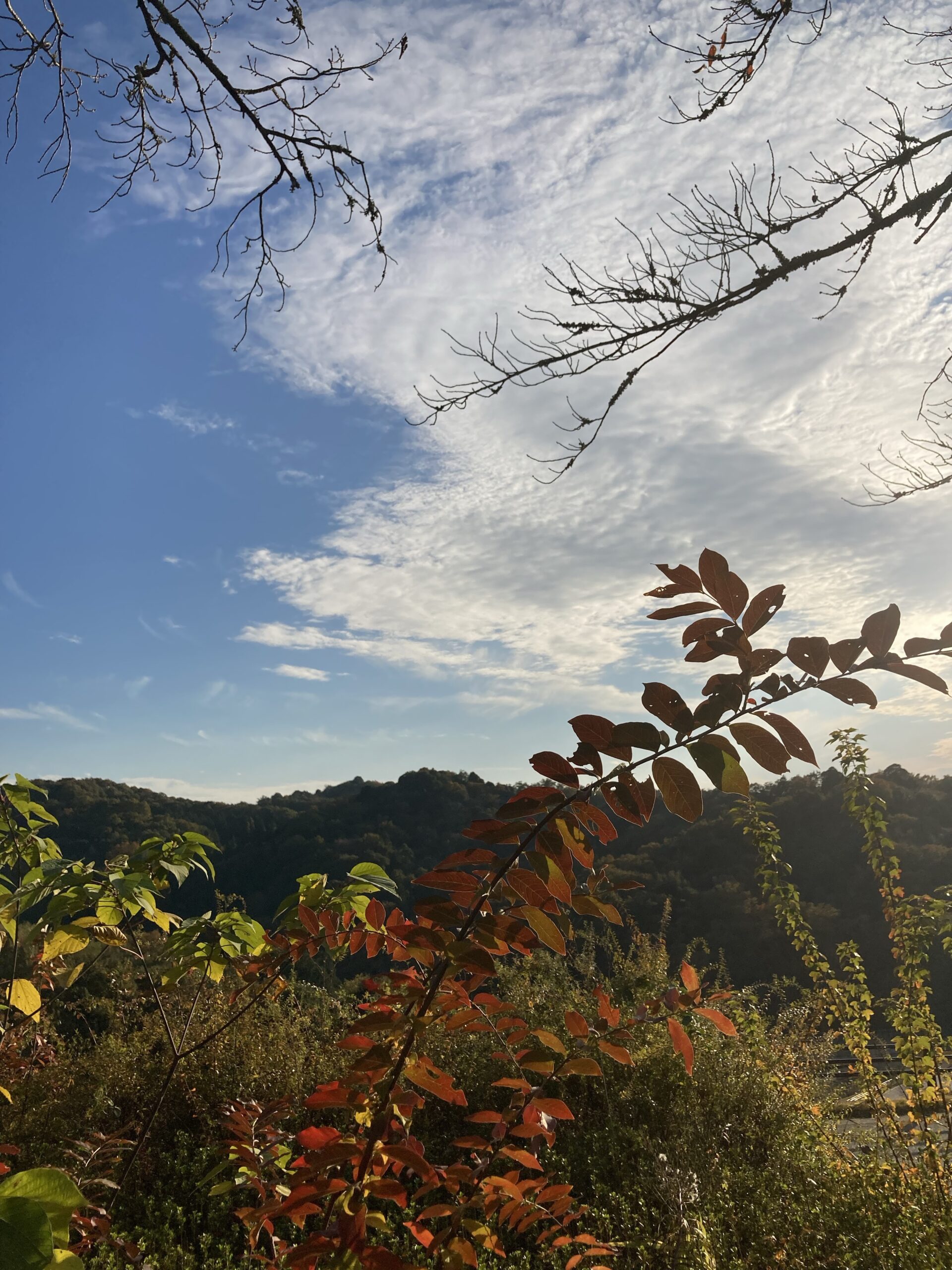 おおニャン日記💖２冊目編　　ある日は１度きりね😊