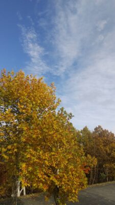 おおニャン日記💖２冊目編　大切なのです🤞