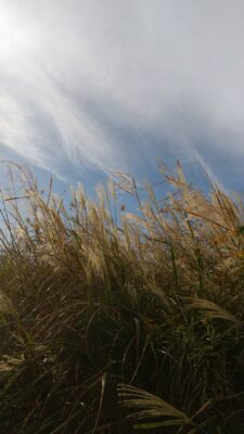 おおニャン日記💖２冊目編　歌唄い🎵