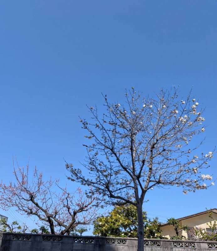 おおニャン日記💖２冊目編　にんげんだもの✌