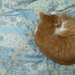 推しごときろく☆お兄にゃんの愛💕